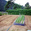 강여울 숲 이미지