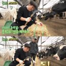 풀뜯소 농장 이미지