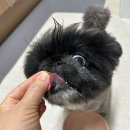 마이펫닥터 슬림 컨트롤 2.0 다이어트 사료 체험 후기