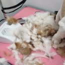 멍멍이컷 이미지