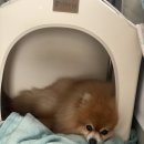 조인트하우스 | 4.5킬로 포메라니안 초코 펫 강아지 하우스 구매후기