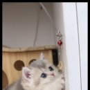 더 반려 강아지분양 고양이분양 잠실본점 네이버블로그