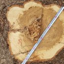 갈참나무(30살)-095-은평구 봉산 편백나무 숲 확장공사로 벌목된 나무 기록 이미지
