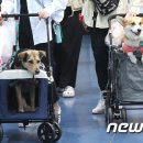 개판오분전 이미지