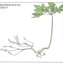 [40대 시험관 아기] 나의 거꾸로 읽는 난임극복기 5 _ 임신에 좋은 음식: 나 이것까지 먹어봤다!