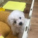 센스펫(노은점) 네이버블로그