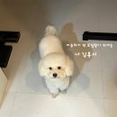 홍시야 | 창원애견미용 모넬롱 애견 스파 후기