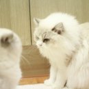 랙돌캐터리올리비아 네이버블로그