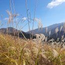 영화어르신의집 | 가을 정취 가득! 유명산 배너미고개 임도 트래킹 - 영화 &#39;관상&#39; 촬영지 억새밭까지 8km 왕복 후기 ✨