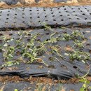 순만농장 이미지