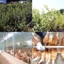 진가농장 이미지