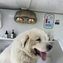 허벌라개 이미지