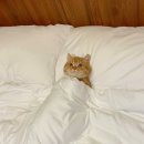 멍때리는 고양이 이미지