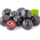 불로장생 슈퍼푸드 아로니아 (꽃말) 성분과 효능 말리는 꿀팁 이미지