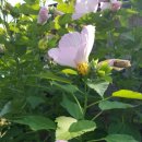 부용쉼터 이미지