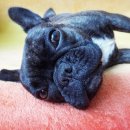 세계로종합동물병원 이미지