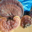 보양건강원 이미지