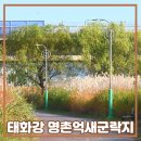태화강백리자전거길(북측) | 태화강 명촌억새군락지, 울산 북구12경, 가을에 만난 은빛 억새물결 / 울산 자전거 타러 가볼만한 곳