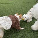 멍지중지 이미지