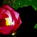 카페몬스테라 - 서구 청라에메랄드로 79 | 카페몬스테라