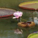 회산백련지 잔디광장 | 무안여행 진흙속에서 고귀하게 피어나는 백련의향기 회산백련지 무안연꽃축제