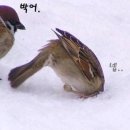 참새 - 남동구 성말로44번길 32 | 참새