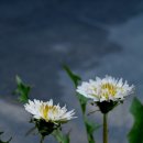 지교 이미지