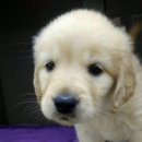 VIP동물의료센터 서초동작점 이미지