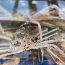 팔도대게 | 속초맛집 찾는다면 만족도 높았던 속초팔도대게 후기