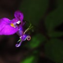 가을노을B 이미지