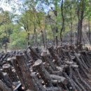 죽엽산농장 이미지