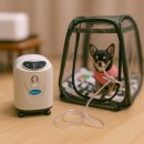 대한의료인메디컬지원센터 | 의료용 산소발생기 옥시플러스B5 | 동물병원은 렌탈이 유리할 수 있습니다