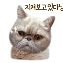 우주메리카페 이미지