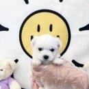 베베독 강아지분양 대구본점 이미지