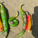 김포시농업기술센터 이미지