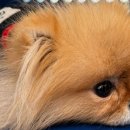 포그니유치원 이미지