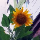 바른치킨군포부곡점 이미지