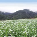 메밀꽃피면 이미지