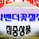 (주)라벤더투어