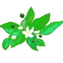 라아(Raah)
