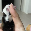 송림동물병원 네이버블로그