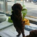 위드독스샵 이미지