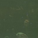 진진해장국 이미지