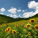 해바라기 이미지