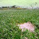 금잔디 골프 클럽 이미지