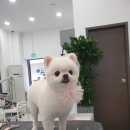 PETIQUE 네이버블로그