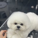 탑애견 이미지