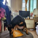 이레본 | 댕이수랏간의 제품은 쫑이에게 괜찮을까? / 침향한약냄새와 맘에 드는 쫑이, 이레본 사건 소견 (5.0)