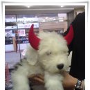 류철종 Daum카페
