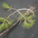 황금소나무농원 이미지